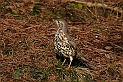 Mistle thrush - B